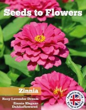 ZINNIA - ROSY LAVENDER DREAM -