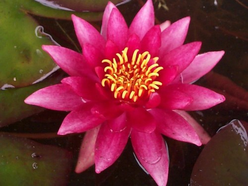 Nymphaea atropurpurea - nymphaea, "atropurpurea"