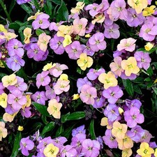 6 Erysimum Night Skies Hardy