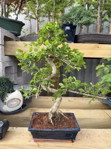 Chinese banyan bonsai - banyan,