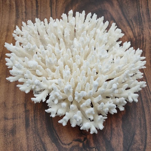 White table coral - coral, large