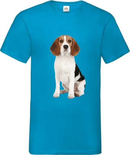 Beagle dog pet - pet, family
