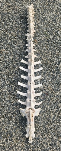 Sheep vertebrae spine bone - ,