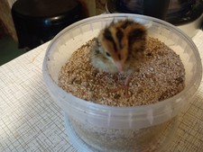 Organic Quail Starter Crumb