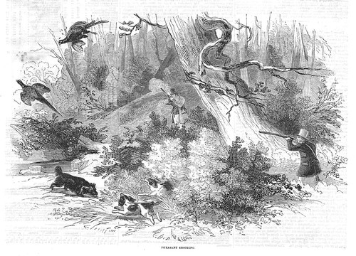 Pheasant shooting antique - pheasant,
