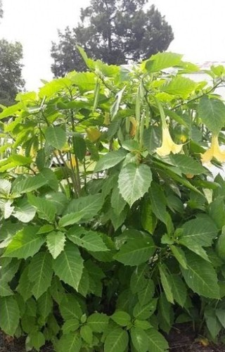 Unrooted inch cuttings - 4,