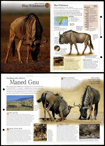 Blue wildebeest mammals - blue,
