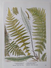 Botanical Green Fern Print