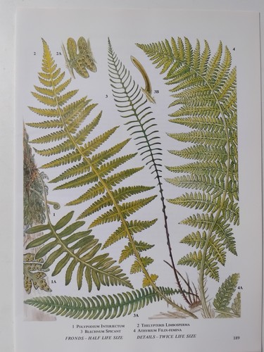 Botanical green fern - green,