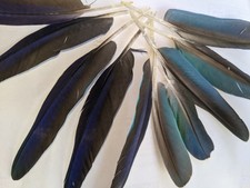 10x Naturally Moulted  Parrot Feathers - Arts & Crafts - Taxidermy - Blue
