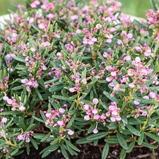 Andromeda polifolia Compacta -