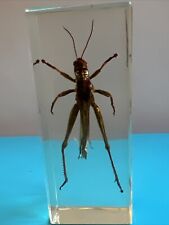 Real Locust In Set In Resin 