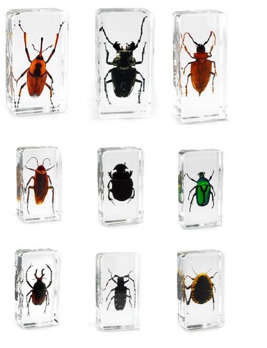 Real office insect paperweight - office,