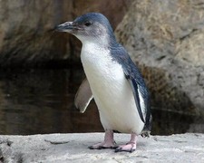 650460 Baby Penguin Artic