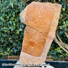 Large turtle shell fossil