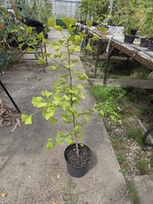 Maidenhair Tree, Ginkgo Biloba Plant  1 Metre Approx in a 5 Litre Pot