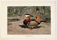 MANDARIN DUCK -  1916 Antique