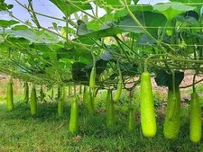Hybrid Bottle Gourd Best Quality Seeds, Lau,kodu,luki 6 Seeds