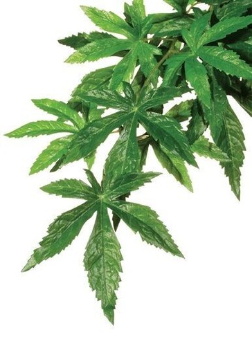 Exo terra abutilon silk - exo, plant