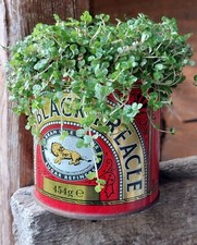 Soleirolia Soleirolii in