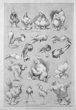 LOUIS WAIN Sketches of Birds