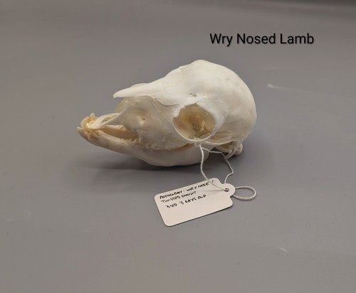 Wry nosed lamb - wry,