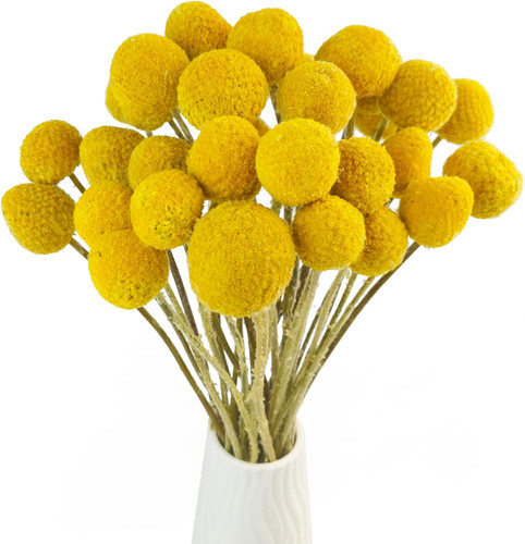 Natural craspedia dried - craspedia,