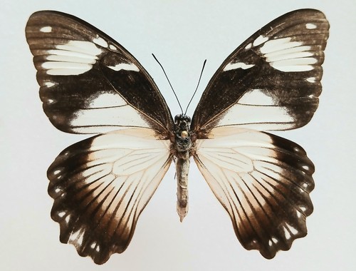 Papilio dardanus female - papilio,