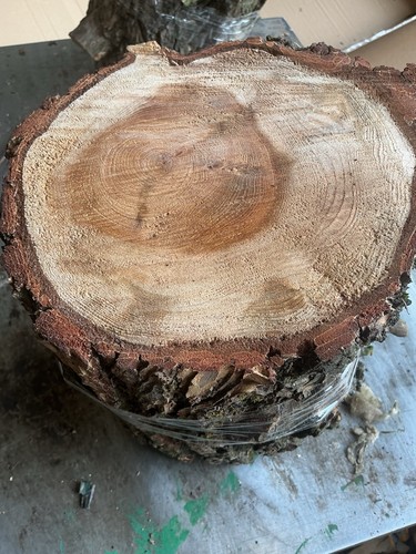 Cedar lebanon wood of - of,