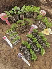 36pc x Mixed bedding plant