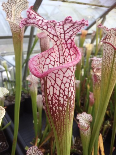 Sarracenia leucophylla l18mk - sarracenia,