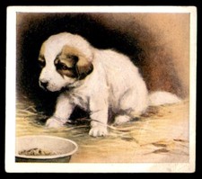 Godfrey Phillips ‘’Our Puppies” 1936 - The Pyrenean Mountain Dog No. 5