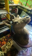 stags heads taxidermy mancave
