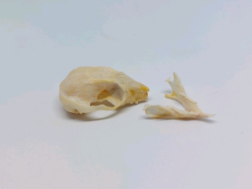 Sugar glider skull - sugar, oddity