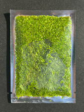 Duckweed 500+ floating live plants aquarium tank garden pond