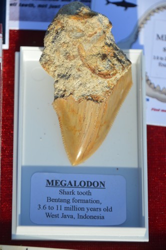 Wow genuine megalodon shark - wow,,