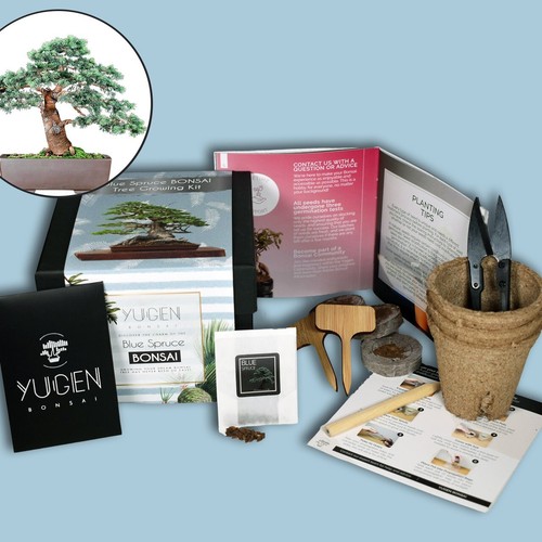 Blue spruce bonsai growing kit - blue,