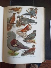 Vintage bird identification