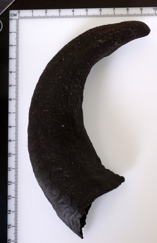 Beautiful goat horn - beautiful,