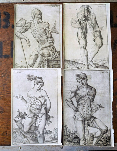Antique anatomical print - anatomical,