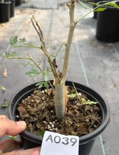 1.7cm Rare Bursera fagaroides