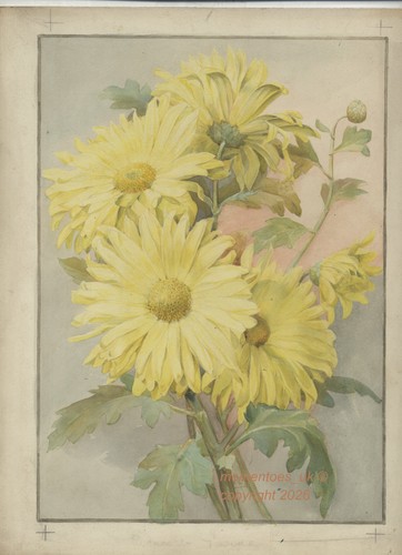 Flower watercolour mums - flower,