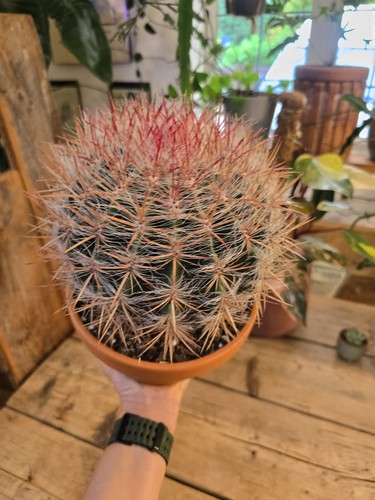 Mexican fire barrel cactus - mexican,