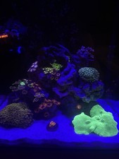 TMC Next Wave 60 Aquarium