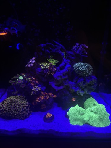 Tmc next wave aquarium - next,