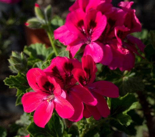 Pelargonium welling scented - pelargonium,