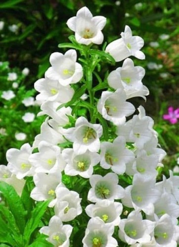 500 canterbury bells - 500, x
