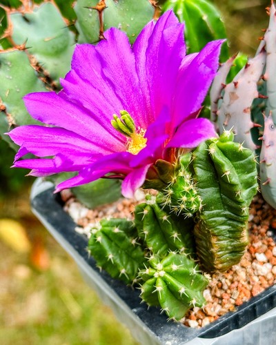 Echinocereus vierecki - , v