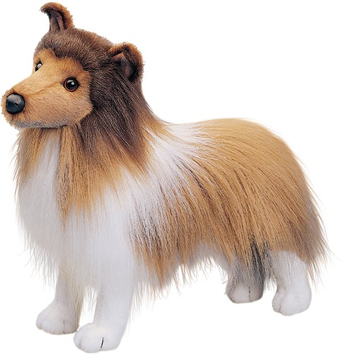 Douglas dixie sheltie dog - douglas,