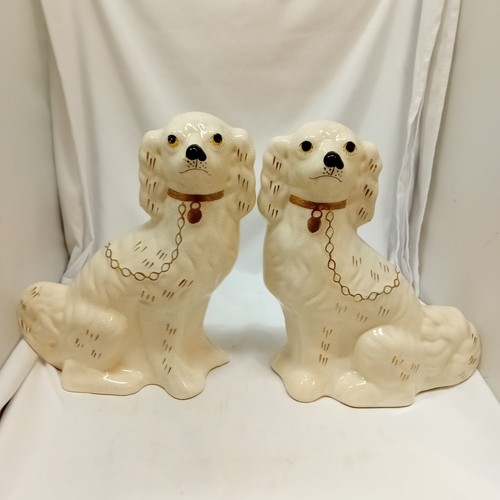 Staffordshire spaniel - staffordshire,